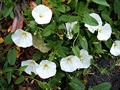 convolvulus arvensis